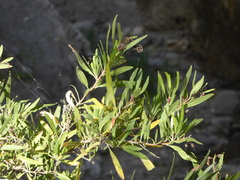Escallonia salicifolia
