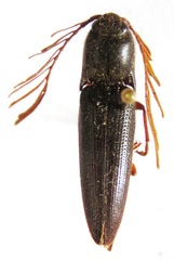 Dicrepidius corvinus