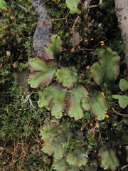 Marchantia polymorpha montivagans
