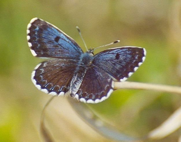 Scolitantidina