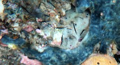 Vulsella