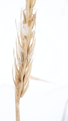 Elymus curvatus