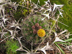 Parodia linkii