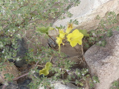 Exodeconus flavus