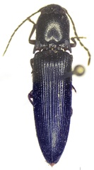 Dicrepidius corvinus