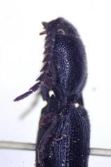 Dicrepidius corvinus