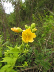 Pavonia communis
