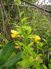 Pavonia communis