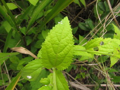 Pavonia communis