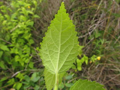 Pavonia communis
