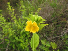 Pavonia communis