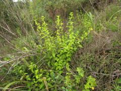 Pavonia communis