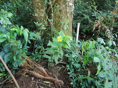 Pavonia communis