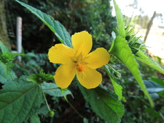 Pavonia communis