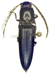 Dicrepidius corvinus