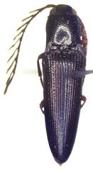 Dicrepidius corvinus