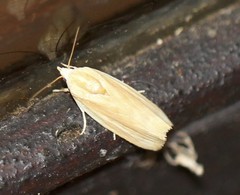 Earias chlorodes
