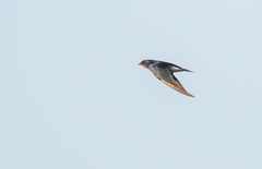 Hirundo lucida