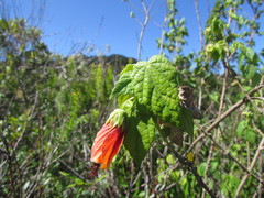 Pavonia commutata