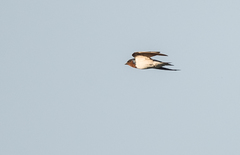 Hirundo lucida