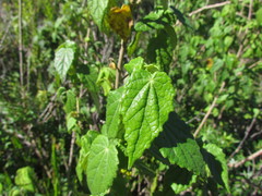 Pavonia commutata