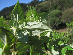 Pavonia commutata