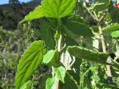 Pavonia commutata