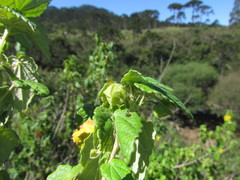 Pavonia commutata