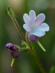 Nemesia diffusa