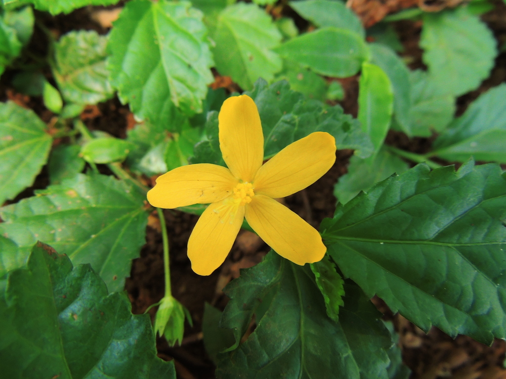 Urenoideae