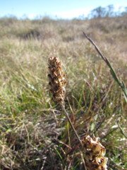 Plantago brasiliensis
