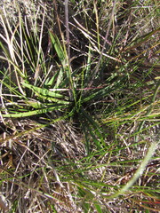 Plantago brasiliensis