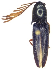 Dicrepidius corvinus