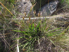 Plantago brasiliensis