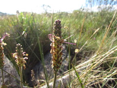 Plantago brasiliensis