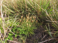 Plantago brasiliensis
