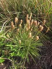 Plantago brasiliensis