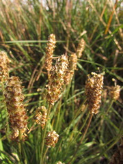 Plantago brasiliensis