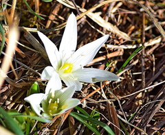 Ornithogalum sigmoideum