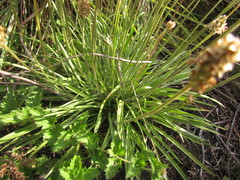Plantago brasiliensis