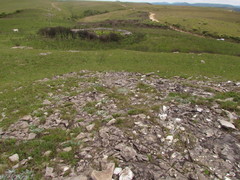 Plantago rahniana