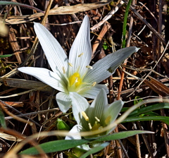 Ornithogalum sigmoideum