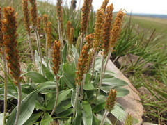 Plantago rahniana