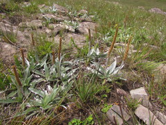 Plantago rahniana