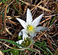 Ornithogalum sigmoideum