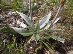 Plantago rahniana