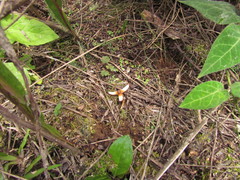 Prosopanche demogorgoni