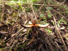 Prosopanche demogorgoni