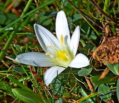 Ornithogalum sigmoideum