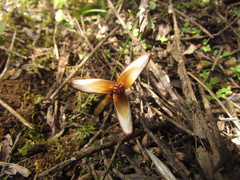 Prosopanche demogorgoni
